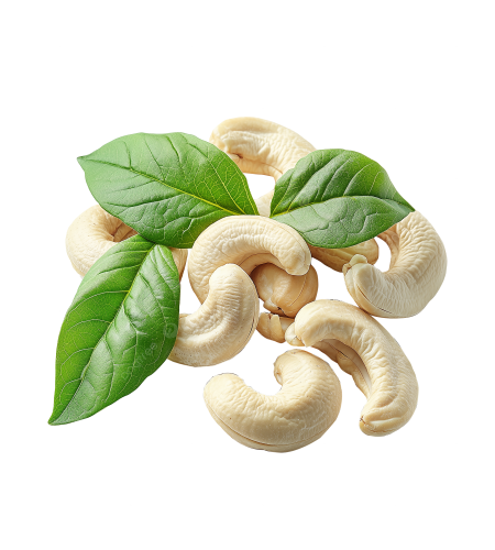 premyum cashew nut